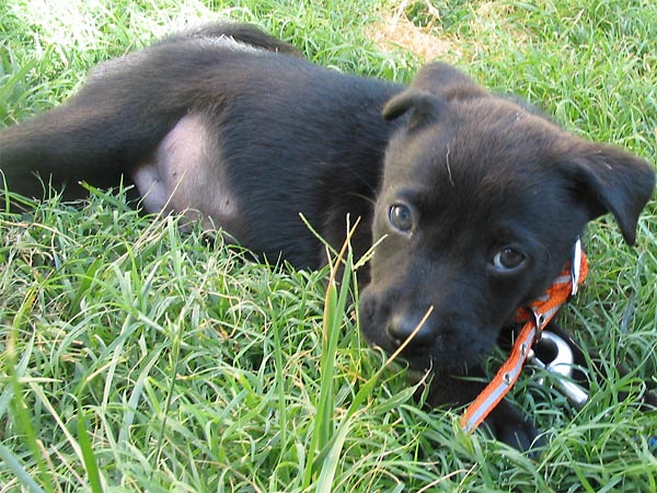 wolfie grass